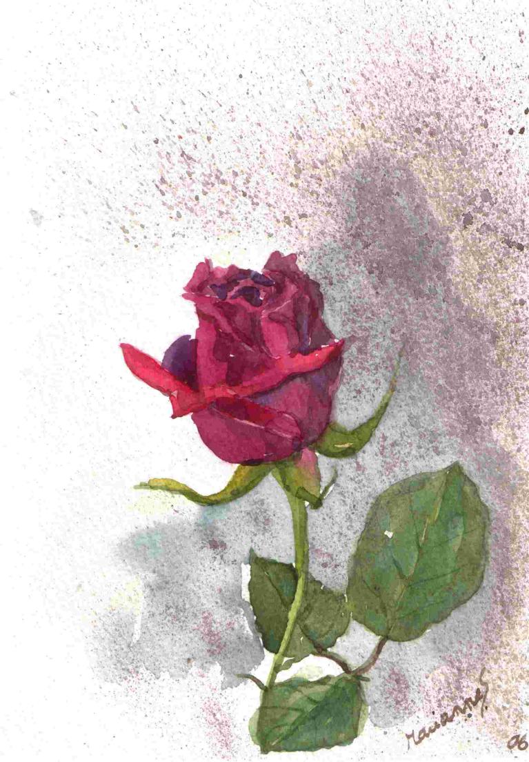 Rose innocente