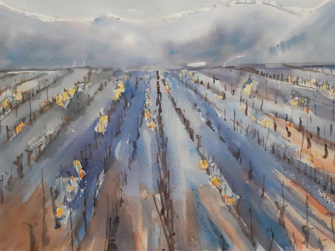 Vignes avec lanternes