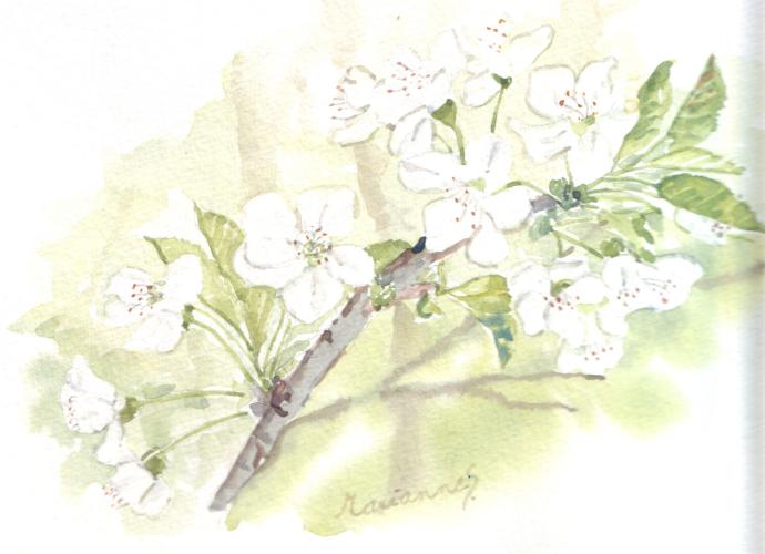 Fleurs de cerisiers en mars