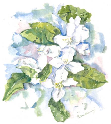 Fleurs de citronnier