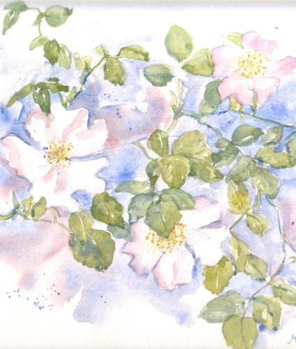 Fleurs de pommiers